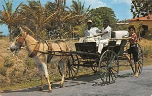 Old Donkey Drawn Buggy Barbados West Indies 1964 