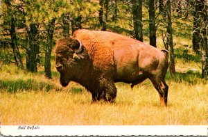 Bull Buffalo