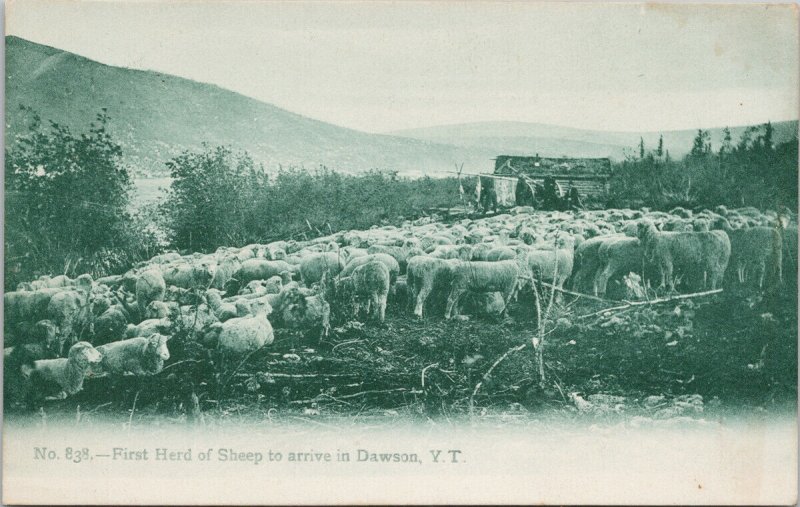 Dawson Yukon First Herd of Sheep to arrive Zaccarelli's Book Store Postcard G73