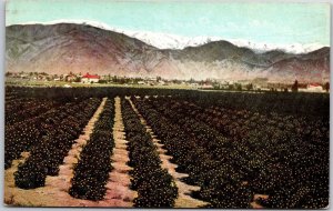 Winter Scene Azusa California CA Tilton's Tally-Ho Trip Orange Groves Postcard