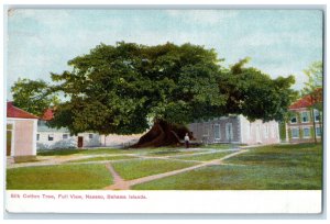 c1905 Silk Cotton Tree Full View Nassau Bahama Islands Antique Unposted Postcard