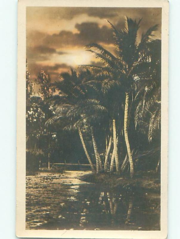 rppc 1920's PALM TREES - PROBABLY IN HAWAII OR FLORIDA AC7878