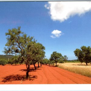 c1990s Eivissa Spain Santa Agnes Red Soil Olive Grove Trees Chrome Lg PC M28