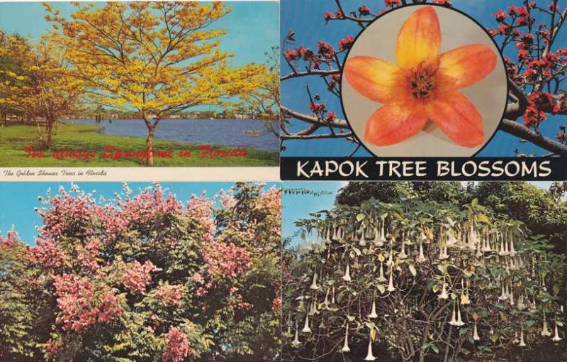 (4 cards) Flowering Trees of Florida - Golden Shower and Golden Rain Trees