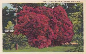 Alabama Mobile Azalea In Full Bloom In February Ozark Curteich