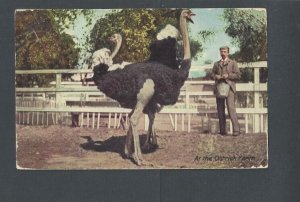 Post Card Animals Ostriches Being Fed In Phoenix AZ