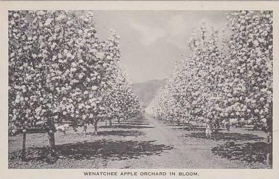 West Virginia Wenatchee Apple Orchard In Bloom Albertype