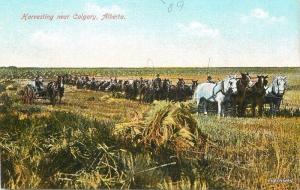 C-1910 Farming Agriculture Harvesting Calgary Alberta postcard 6666