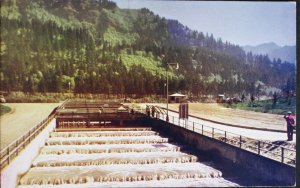 Fish Ladder Bonneville Dam, Oregon