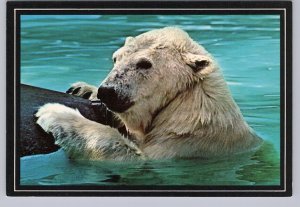 Canadian Polar Bear, Chrome Postcard
