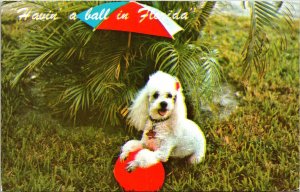 Poodle Florida FL Postcard PM Ormod Beach FL Cancel Clean WOB Note Koppel VTG 