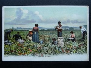 Social History THE PEA PICKERS c1905 Postcard