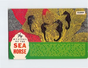 Postcard The Mystery Of The Sea Horse