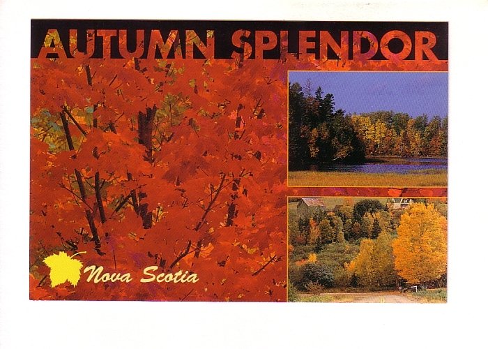 Collage of Maple Trees, Autumn Splendor, Nova Scotia,