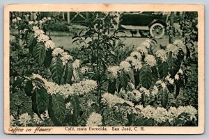 Coffee in Flower   San Jose   Costa Rica  Postcard