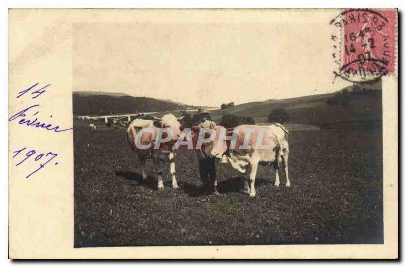 Old Postcard PHOTO CARD Cows Breeding