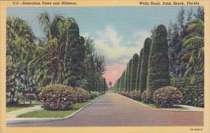 Florida Palm Beach Australian Pines And Hibiscus Wells Road