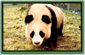 Postcard - Panda, National Zoological Park - Washington, District of Columbia