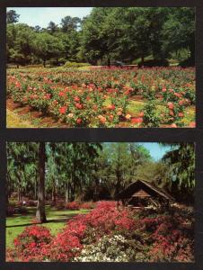 SC Lot 2 Edisto River Gardens Flower Postcards Orangeburg South Carolina