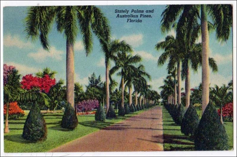 Stately Palms & Australian Pines, Florida