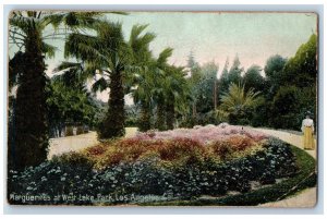 Los Angeles California Postcard Marguerites West Lake Park c1905 Vintage Antique