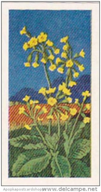 Glengettie Trade Card Wild Flowers No 2 Cowslip