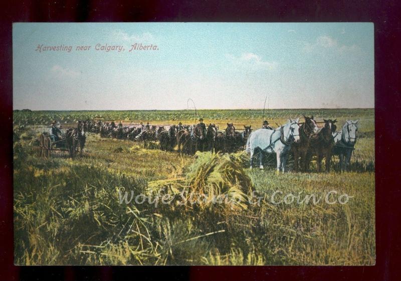 Early Postcard Many Horse Drawn Harvesters in th Field Alberta Canada  B1625