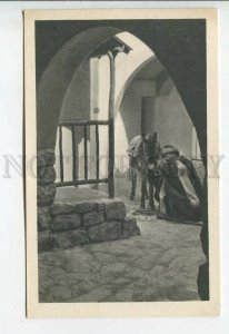 438827 Palestine Israel Holy Land Foundation preparation for journey DONKEY Old