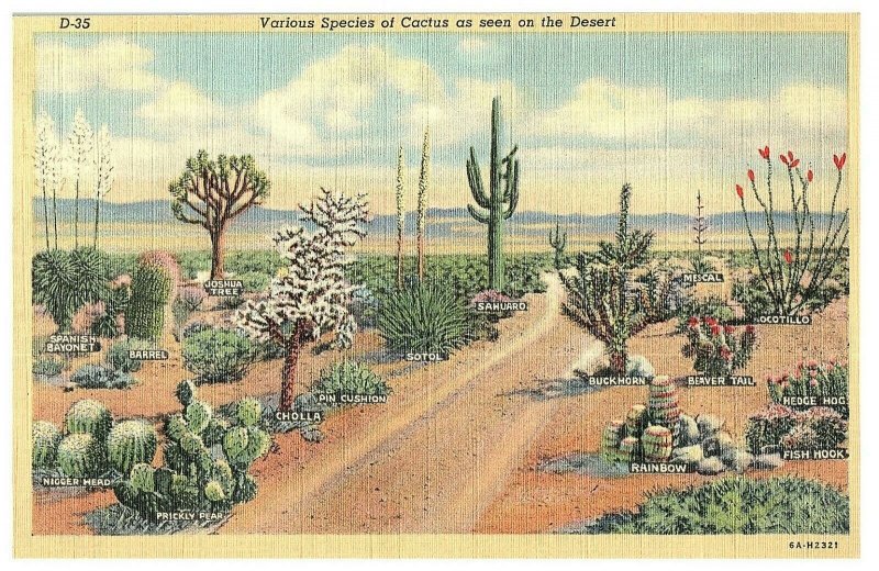 Various Species of Cactus in the Desert Linen Postcard