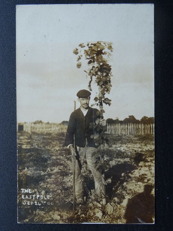 Country Farming Life Beer / Hops Theme THE LASTPOLE 24th Sept c1906 RP Postcard