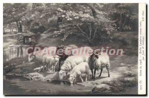 1908 Old Postcard Salon Sheep Landaises Coming Drink Glibert