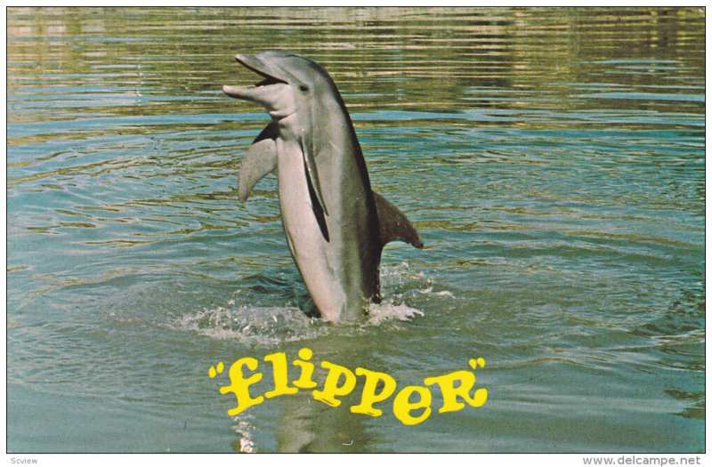 Famous TV Dolphin FLIPPER , Seaquarium , Miami , Florida , 1960s