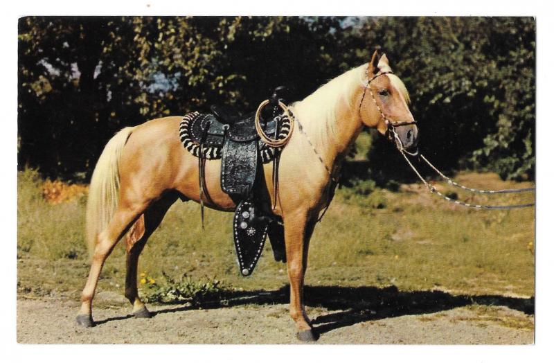 Prize Palomino Saddled Horse Texas Vintage Baxtone Postcard