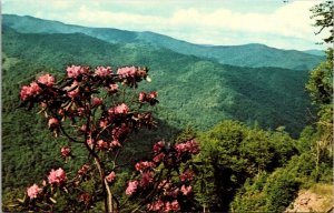 View From Transmountain Highway Great Smoky Mountains Park TN NC Postcard VTG  
