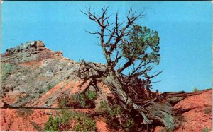 Postcard NATURE SCENE Amarillo Texas TX AM8112