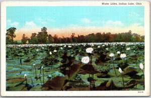 Ohio OH, Indian Lake, Water Lilies, Flowering Plants, Nymphaeaceae, Postcard