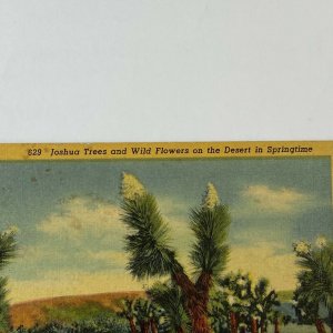 California Desert Joshua Trees Wildflowers Bloom Spring Linen Vintage Postcard