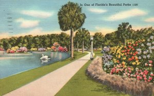 Vintage Postcard 1955 One of Florida's Beautiful Parks Flowers & Swan in Water