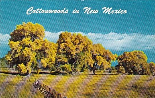 Cottonwoods In New Mexico 1967