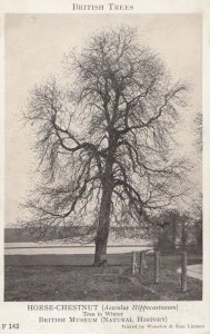 Horse Chestnut Tree Aesculis Hippocastanum British Museum Old Postcard