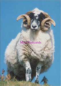 Animals Postcard - Hardy Mountain Sheep, Malinbeg, Co Donegal   RR20565