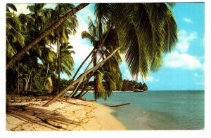 Coconut Palms, West Coast Beach, Barbados, Used