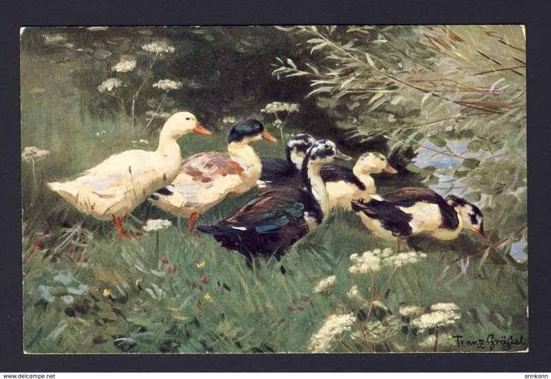 Geese, duck ducks - artist Franz Gräßel