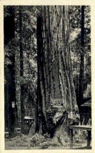 Giant Redwood - Santa Cruz, CA
