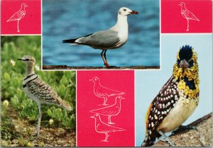 African Birds Seagull Bird Multiview Pink Unused Vintage Postcard C1