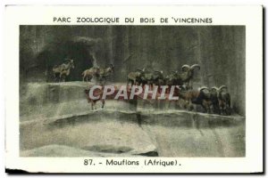 Image Zoo de Vincennes wood sheep africa