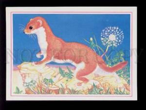 075758 Mustela Nivalis - WEASEL Old colorful PC