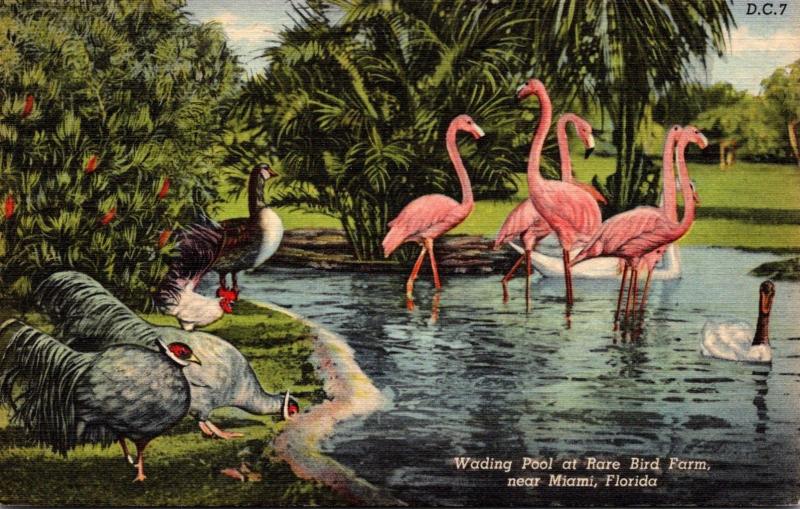 Birds Flamingos At Rare Bird Farm Miami Florida 1945Curteich