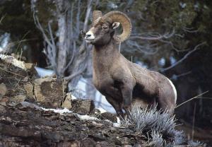 Bighorn Ram in Colorado