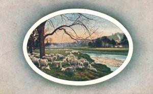 Vintage Postcard 1910's Group of Sheep Drove Flock Animals Forest Illinois ILL